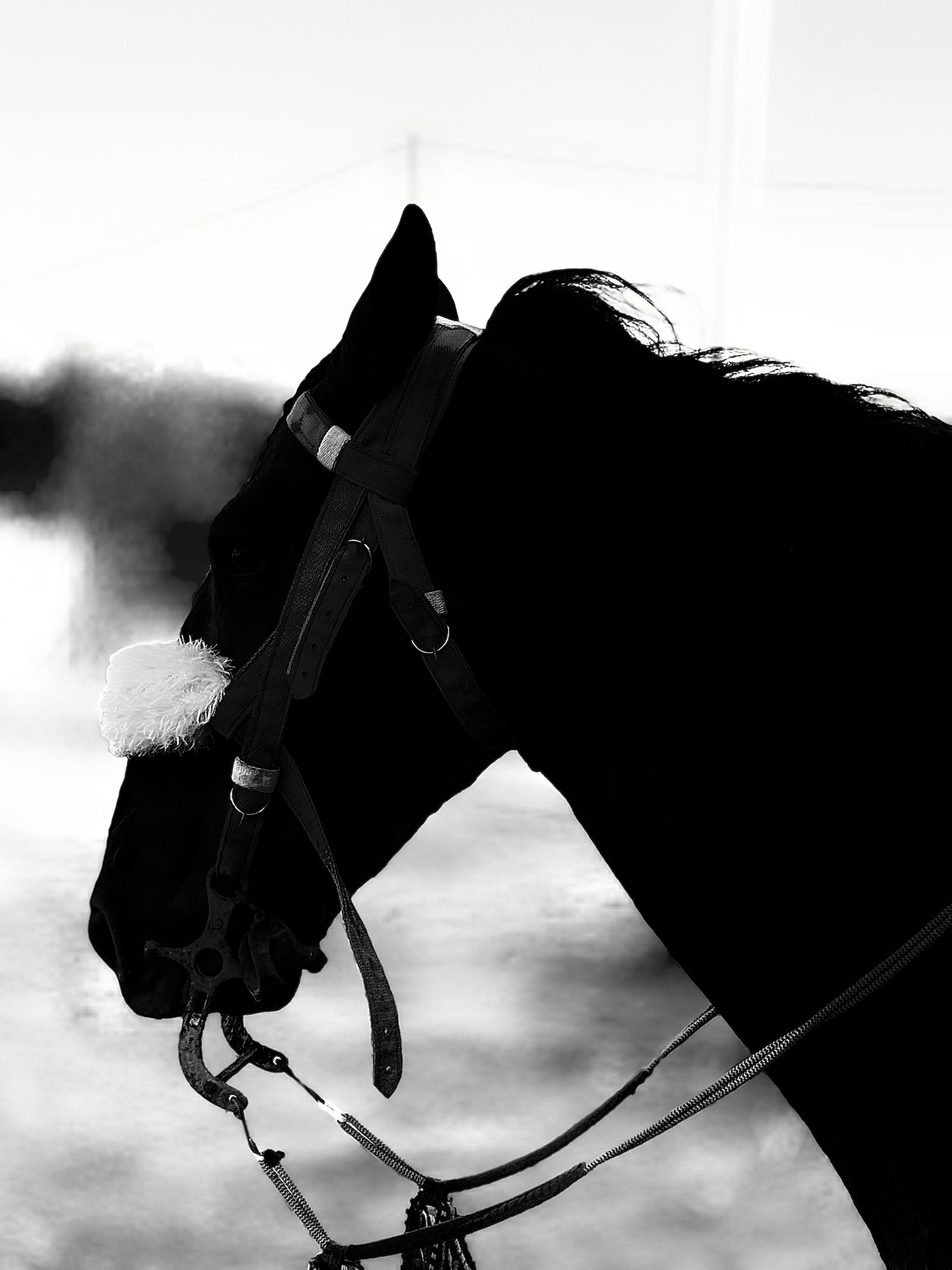 Интервью: Михаил Родзянко - Moscow Polo Club.